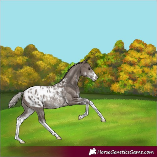 Horse Color:Silver Black Sabino Appaloosa Rabicano 
