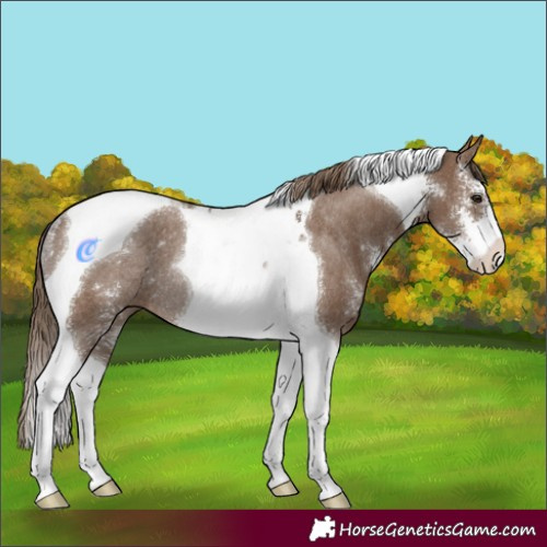 Horse Color:Liver Red Dun Sabino Tobiano Rabicano