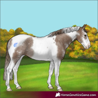 Horse Color:Liver Red Dun Sabino Tobiano Rabicano 