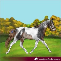 Horse Color:Gray Liver Chestnut Sabino Tobiano Rabicano 
