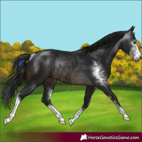 Horse Color:Gray Brown Sabino Rabicano