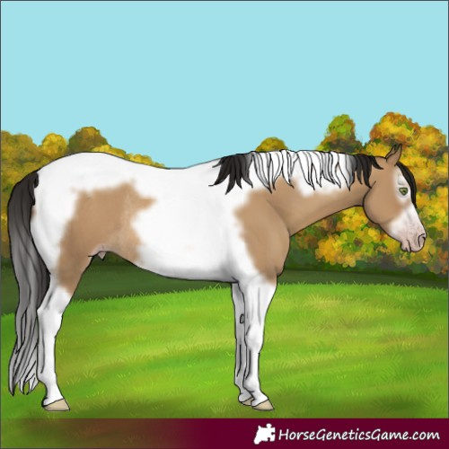 Horse Color:Gray Amber Champagne Dun Splash Tobiano Frame Rabicano 