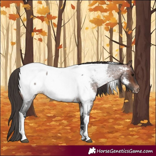 Horse Color:Brown Roan Tobiano Appaloosa Rabicano 