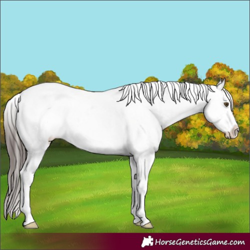 Horse Color:Classic Champagne Dun Sabino 