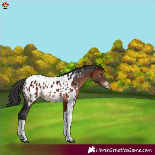 Horse Color:Brown Tobiano Near Leopard 