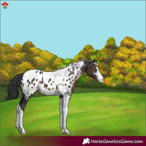 Horse Color:Brown Sabino Tobiano Near Leopard 