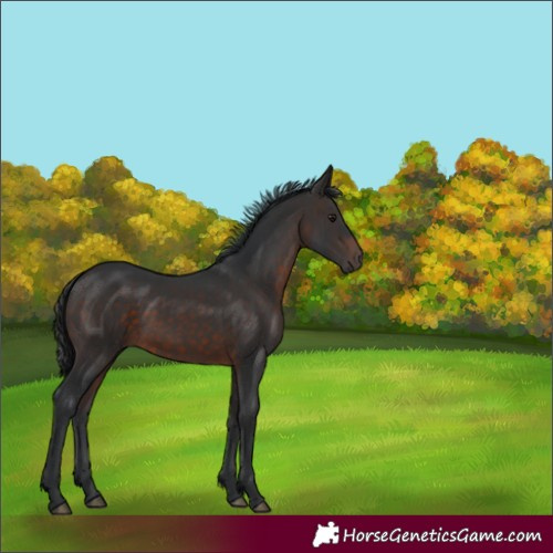 Horse Color:Brown 