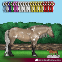 Horse Color:Gray White Spotted Silver Brown Dun 