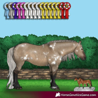 Horse Color:Gray White Spotted Silver Brown Dun 