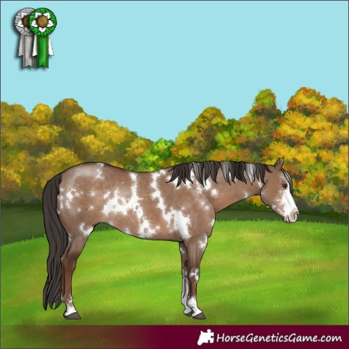 Horse Color:White Spotted Liver Red Dun Sabino Rabicano 