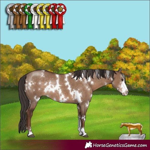 Horse Color:White Spotted Liver Red Dun Sabino Rabicano 