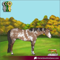 Horse Color:White Spotted Liver Red Dun Sabino Rabicano