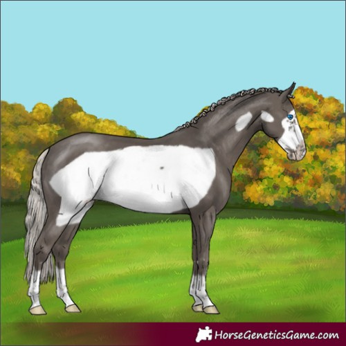 Horse Color:Silver Black Frame
