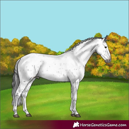 Horse Color:Gray Smoky Grullo Sabino 