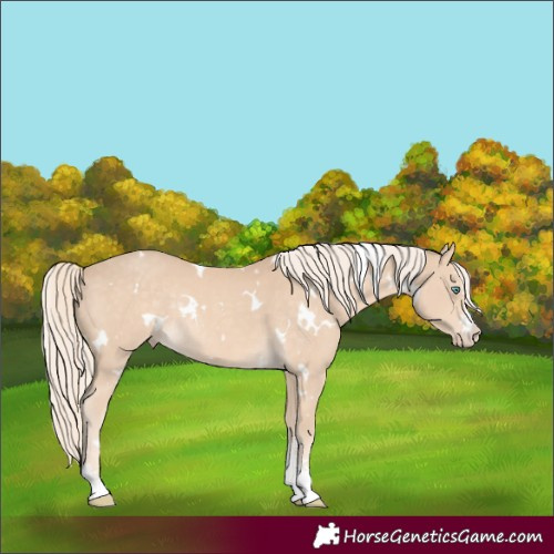 Horse Color:White Spotted Cremello Sabino Rabicano 