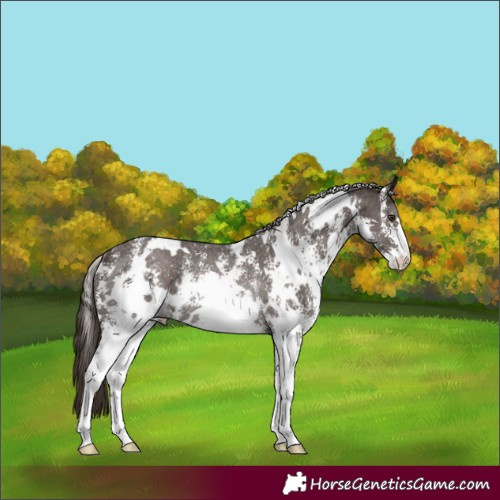 Horse Color:White Spotted Liver Chestnut Sabino Rabicano 