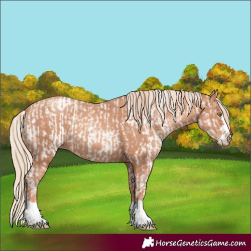 Horse Color:Gold Champagne Appaloosa  and Gold Champagne 