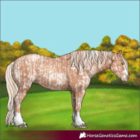 Horse Color:Gold Champagne Appaloosa and Gold Champagne