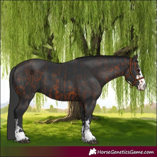 Horse Color:Bay  and Black 