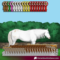 Horse Color:White Spotted Chocolate Palomino Pearl Dun Appaloosa 