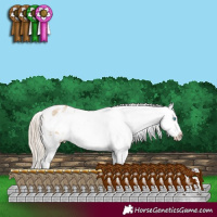 Horse Color:White Spotted Chocolate Palomino Pearl Dun Appaloosa 