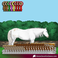 Horse Color:White Spotted Chocolate Palomino Pearl Dun Appaloosa 