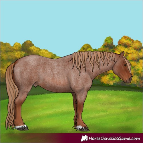 Horse Color:Red Roan 