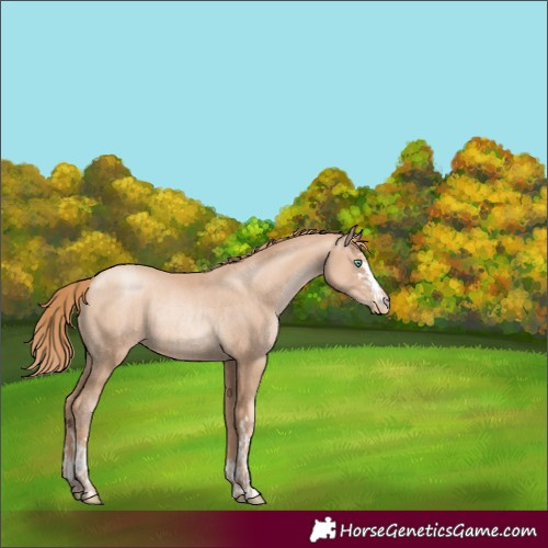 Horse Color:Gold Champagne Pearl Rabicano  and Gold Champagne Pearl Rabicano 