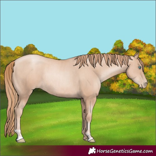 Horse Color:Gold Champagne Pearl Rabicano  and Gold Champagne Pearl Rabicano 
