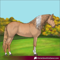 Horse Color:Chestnut Tobiano 