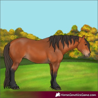 Horse Color:Bay 