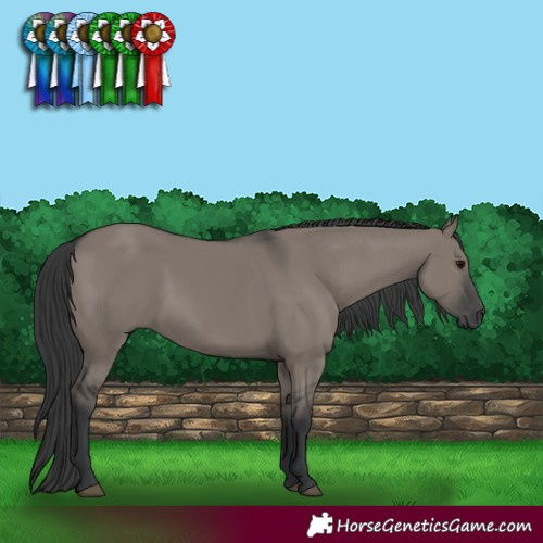 Horse Color:Grullo 