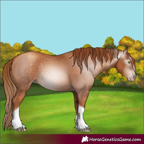 Horse Color:Gray Gold Champagne Tobiano 