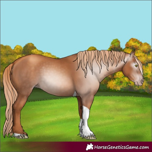 Horse Color:Gray Gold Champagne Tobiano 