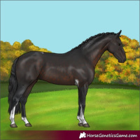 Horse Color:Brown Tobiano