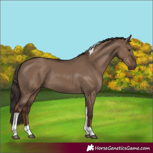 Horse Color:Liver Red Dun Tobiano Rabicano