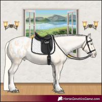 Horse Color:Palomino Pearl Appaloosa 