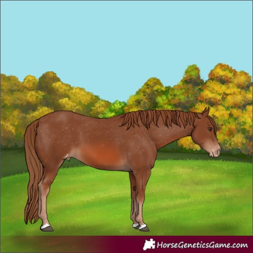 Horse Color:Chestnut Varnish 
