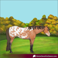 Horse Color:Bay Frame Near Leopard