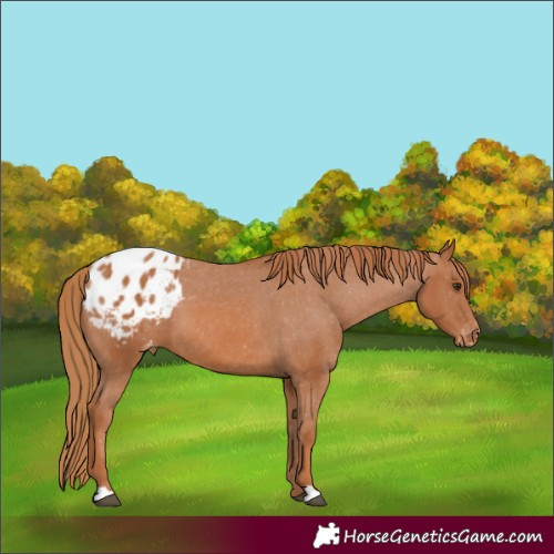 Horse Color:Chestnut Appaloosa