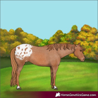 Horse Color:Chestnut Appaloosa