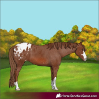 Horse Color:Chestnut Appaloosa