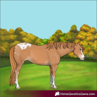 Horse Color:Chestnut Appaloosa 