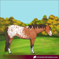 Horse Color:Bay Appaloosa 