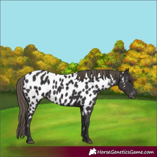 Horse Color:Smoky Black Appaloosa