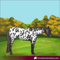 Horse Color:Smoky Black Appaloosa
