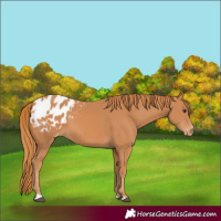 Horse Color:Chestnut Appaloosa 