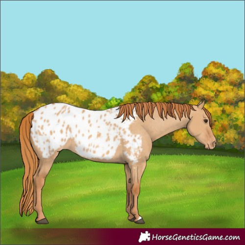 Horse Color:Red Dun Appaloosa