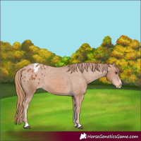 Horse Color:Chestnut Appaloosa 