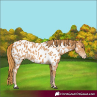 Horse Color:Chestnut Near Leopard